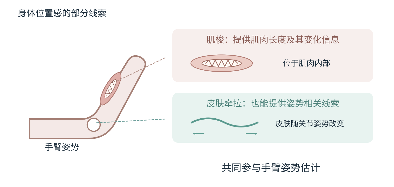 弯曲手臂中肌梭与肘部皮肤的简化位置图，表示肌肉与皮肤信息可以帮助估计肢体姿势。