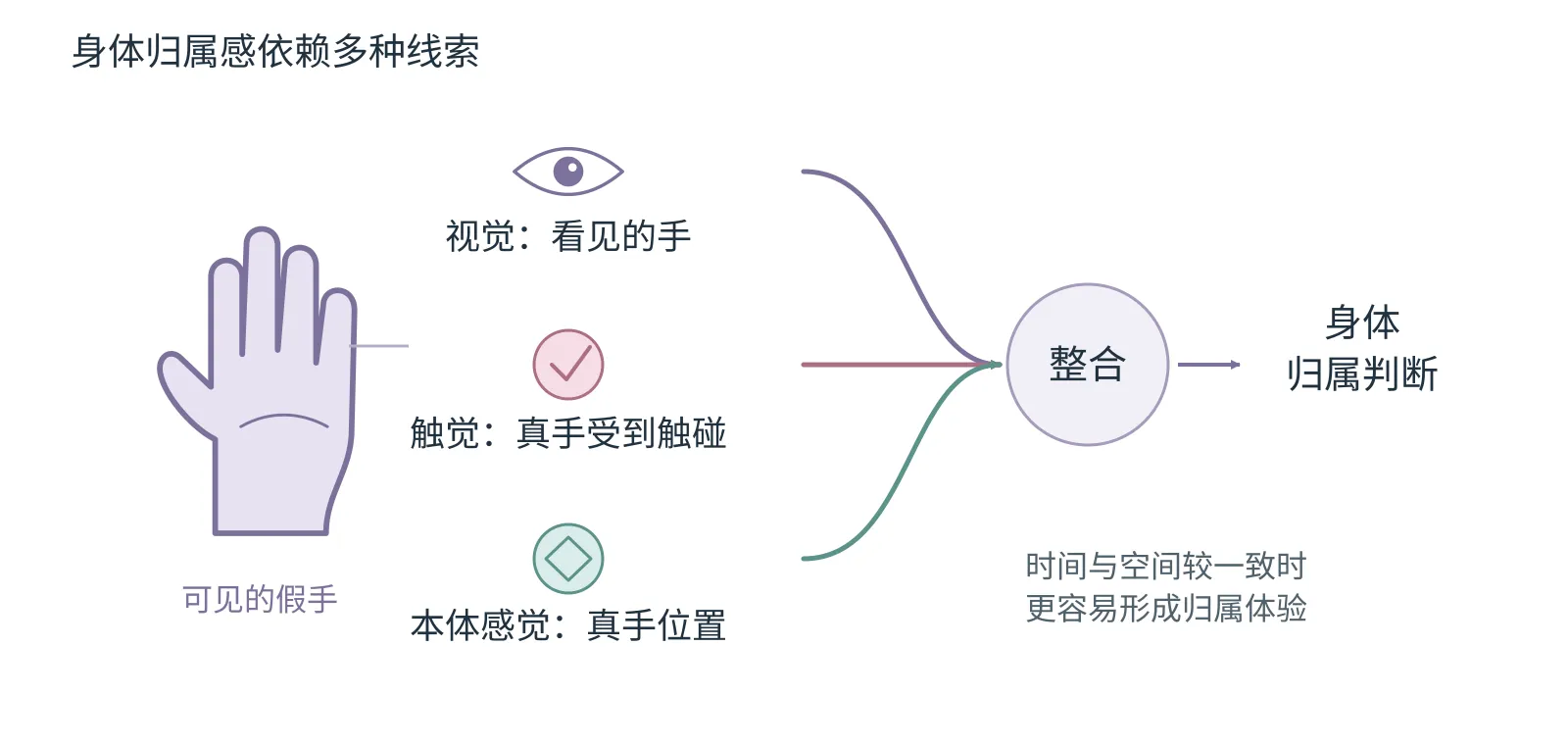 视觉、触觉、本体感觉与已有身体表征共同参与身体信息整合的概念图。