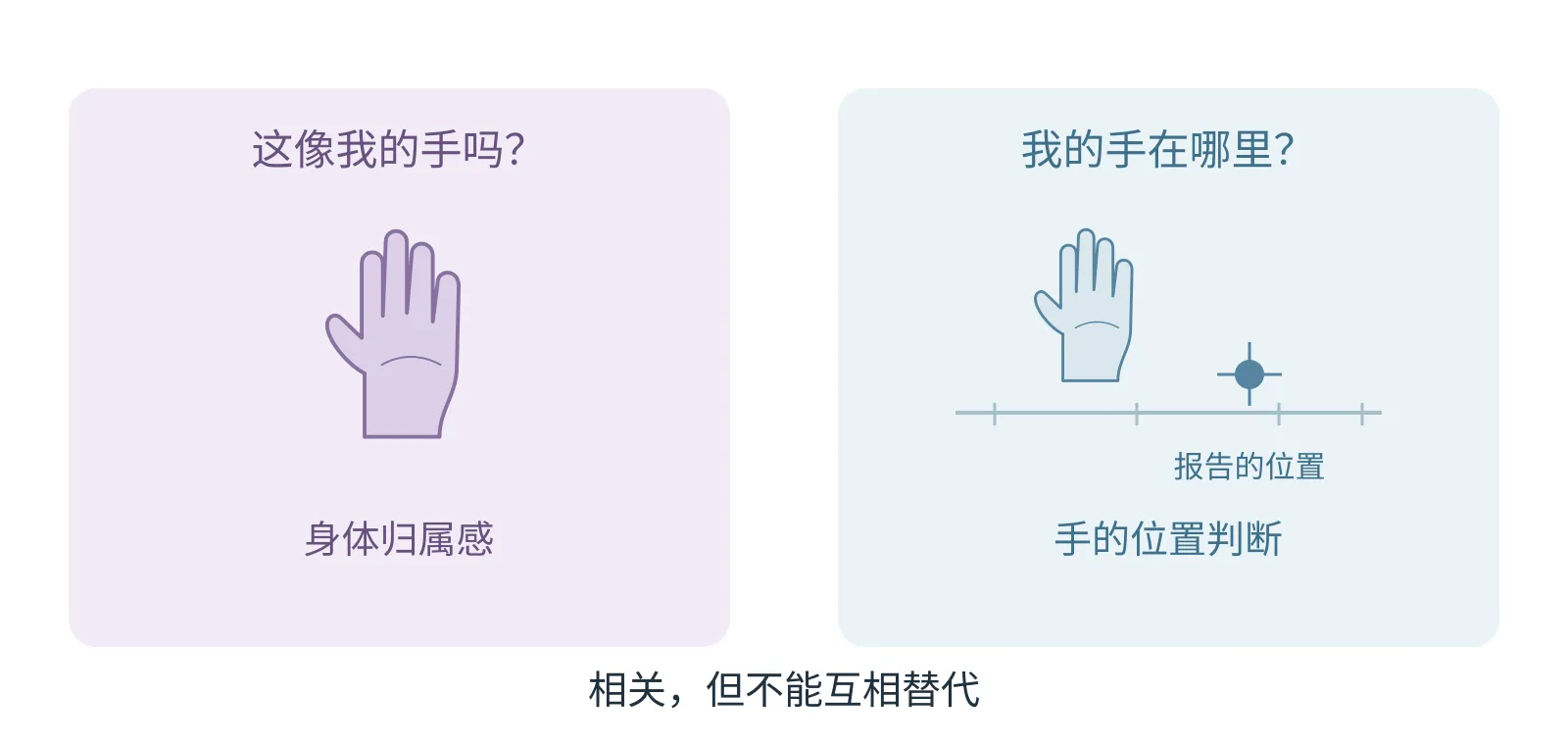 手的位置判断与假手归属感分别呈现，两者可能相关但不能互相替代。
