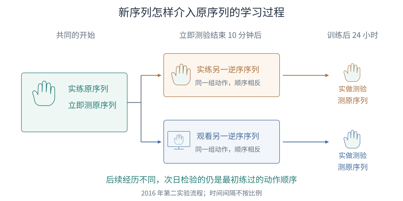 先实练并测试原序列,随后分为亲自练习或观看另一逆序序列,两条流程最终都回到原序列的次日测验。