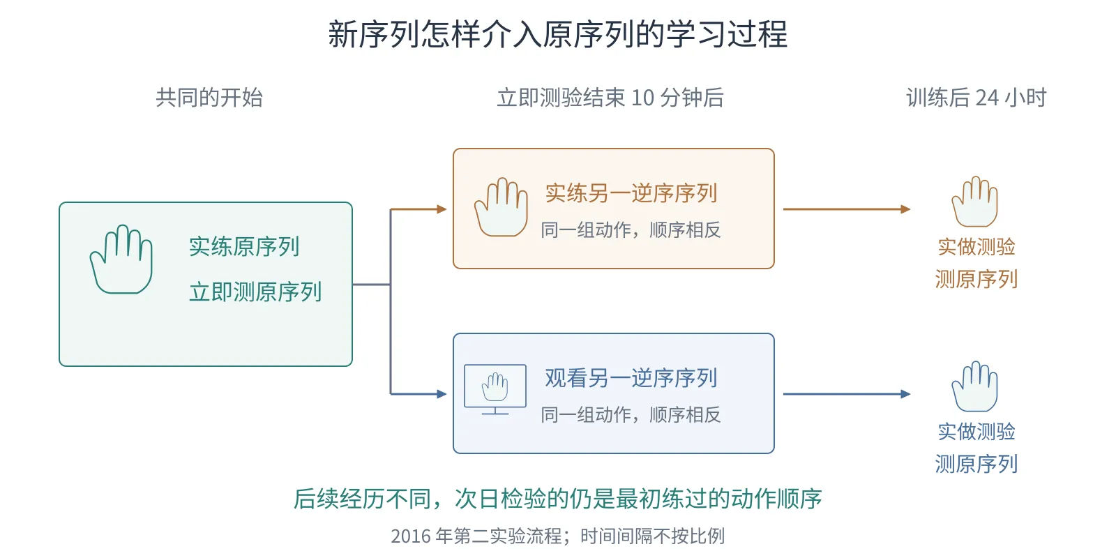 先实练并测试原序列,随后分为亲自练习或观看另一逆序序列,两条流程最终都回到原序列的次日测验。