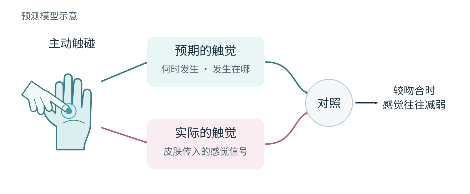 动作提供触觉预期,预期与实际反馈的关系影响主观感觉强度的概念图。