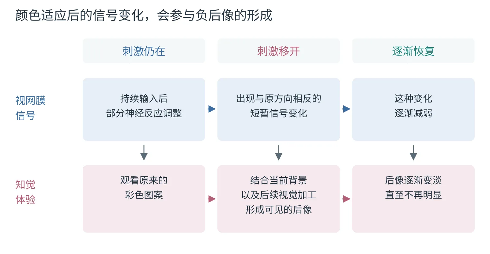 适应与反向信号随时间变化。原刺激持续时形成适应;刺激撤去后,反向信号可以暂时保留并逐渐减弱。视网膜信号仍会经过后续视觉加工。